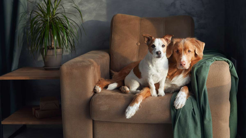 Hay mascotas en Suiza que deben vivir con otro animal para no sentirse solas