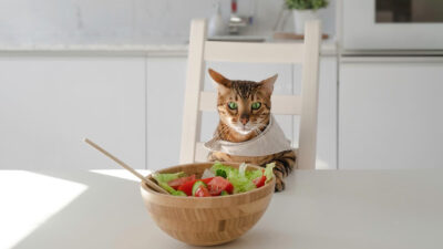 Mi gato debe comer verduras