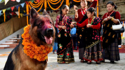 Nepal Homenajea Perros Flores