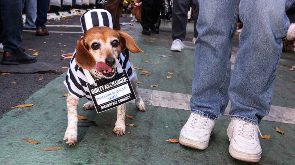 Desfile Halloween perros imágenes