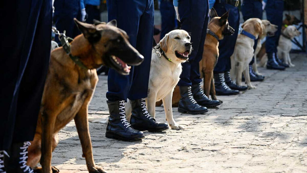 Perritos Nepal