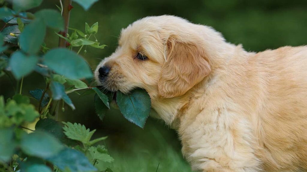 Perritos se hacen virales por pagar comida con hojas y papeles