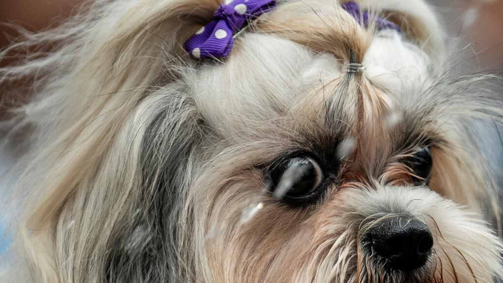 perros con sus mejores garras