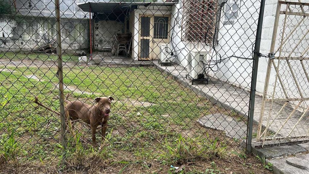 Autoridades atendieron el ataque de un perro a una escuela.