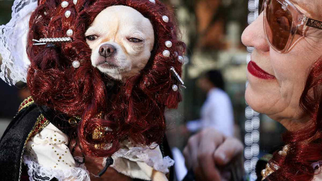 Desfile Halloween perros imágenes