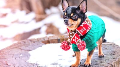 6 maneras de proteger a tu mascota del frío este invierno