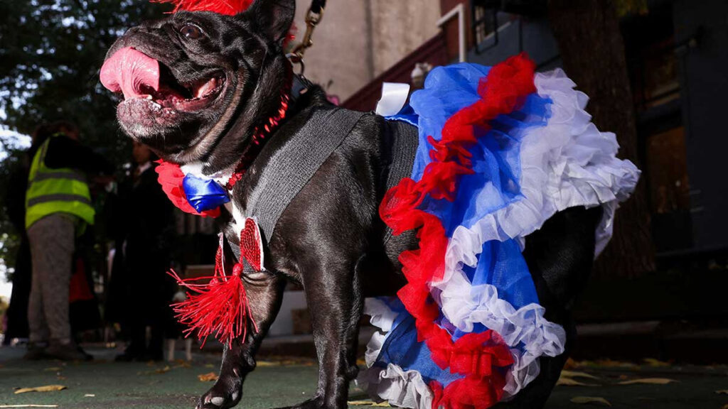 Desfile Halloween perros imágenes