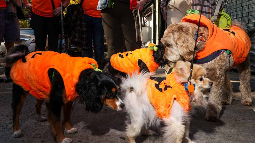 Perros Calabaza