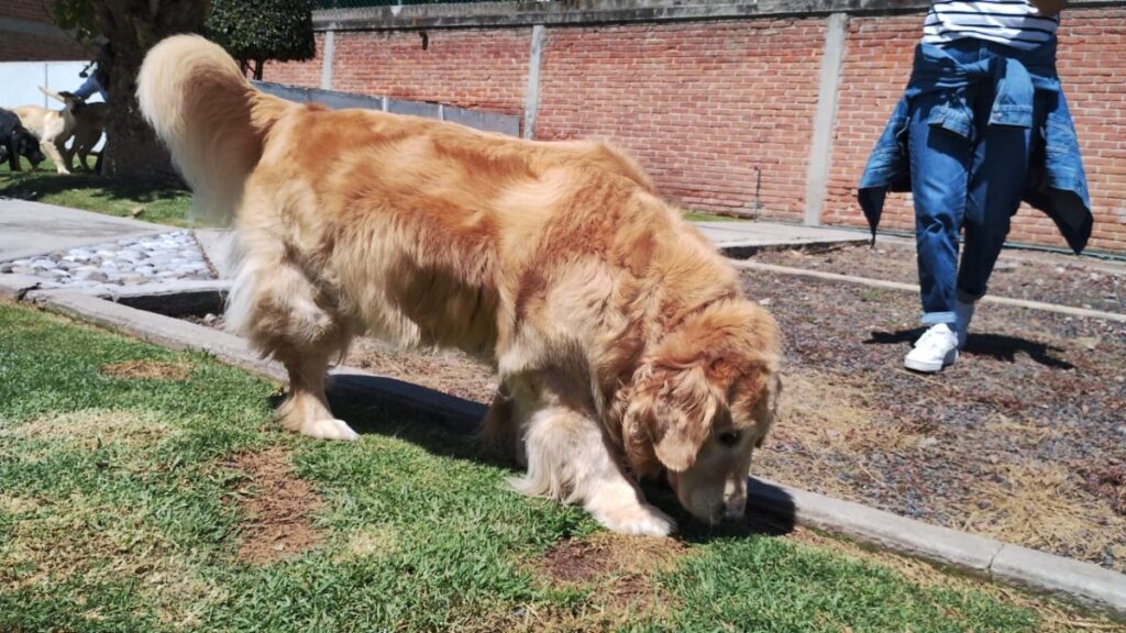 Escuela para perros guía