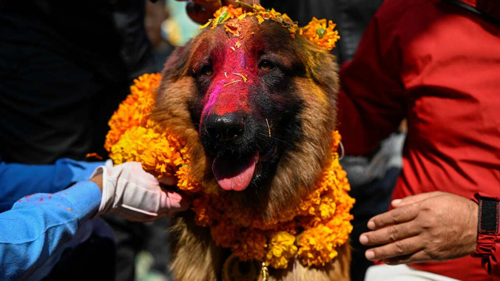 Perros Nepal