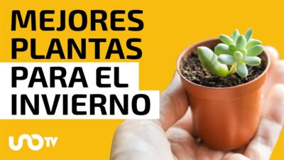 Plantas que resisten el frío y que son adecuadas para tener en casa