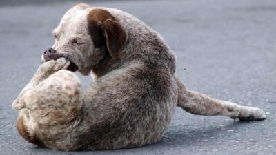 Abandono de mascotas en México: UNAM busca erradicarlo así