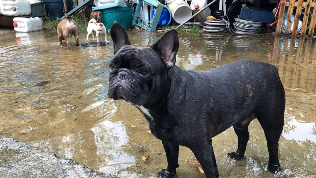 Qué debes hacer con tu mascota durante un huracán