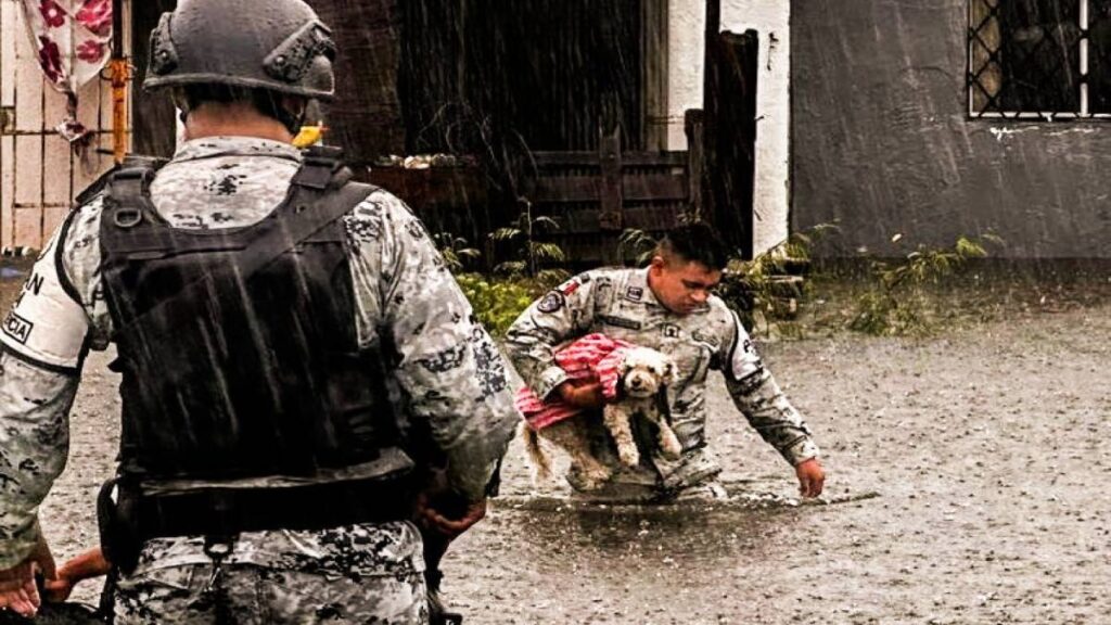 Rescatan a mascotas en Acapulco tras el paso del huracán John