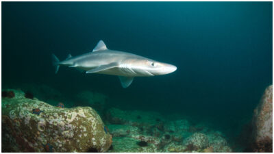 Captan a tiburones devorando erizos de mar con todo y espinas