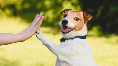 Adopta perro por un día