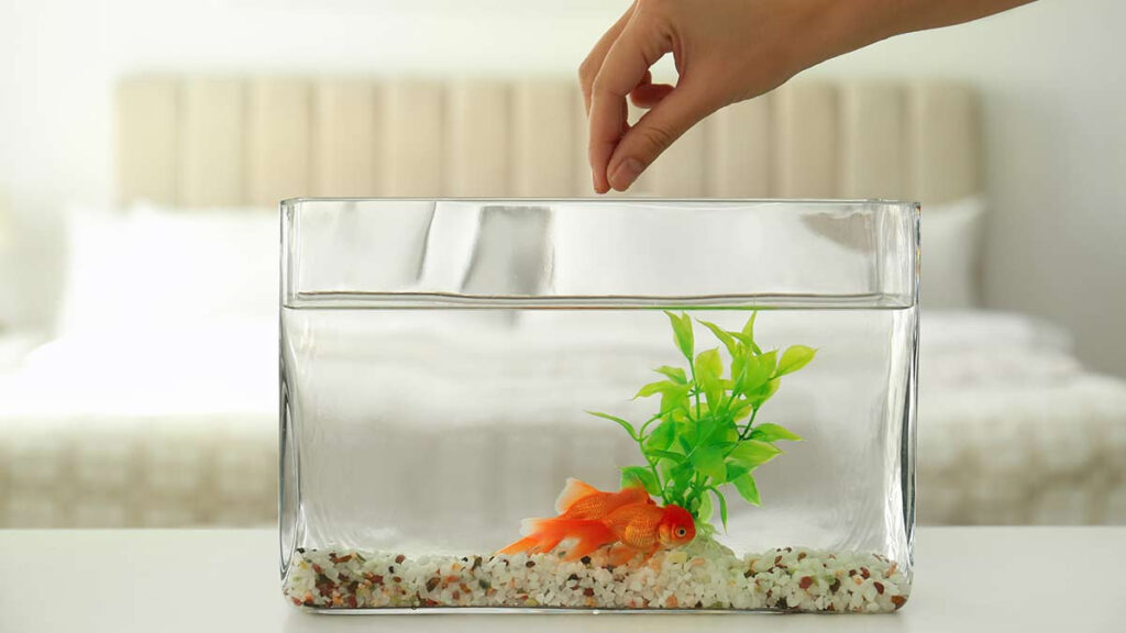 ¿Qué alimento casero le puedes dar a tus peces?