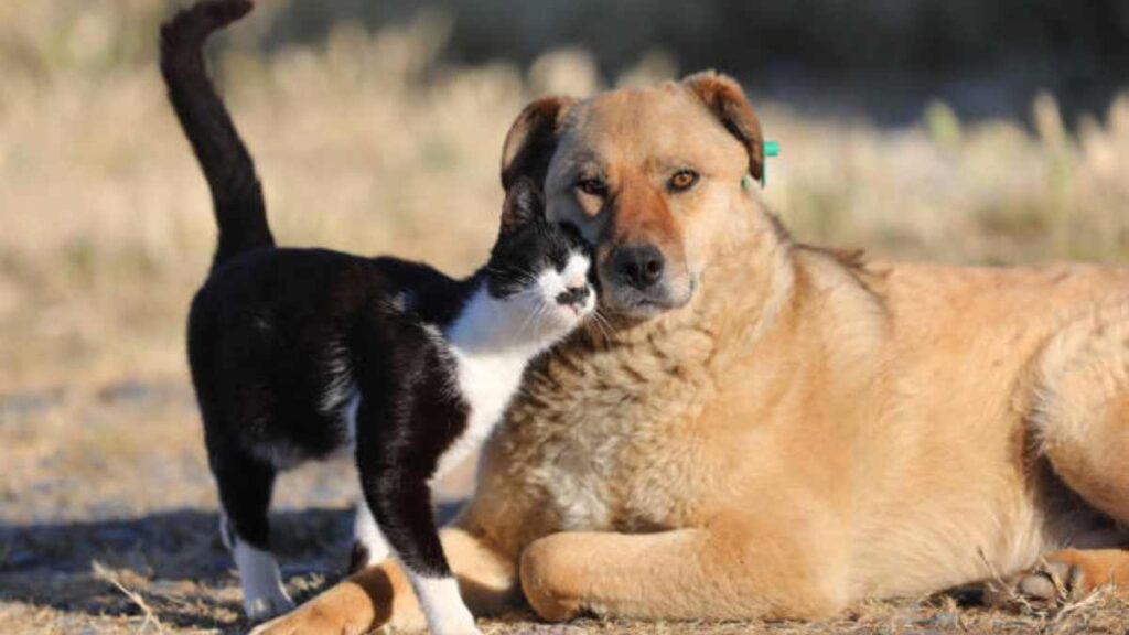 Razas de perros que se llevan bien con los gatos