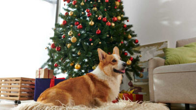 Árbol de navidad a prueba de mascotas: consejos para lograrlo