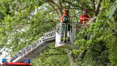 Bomberos de CDMX rescatan a un hombre de la parte alta de un árbol