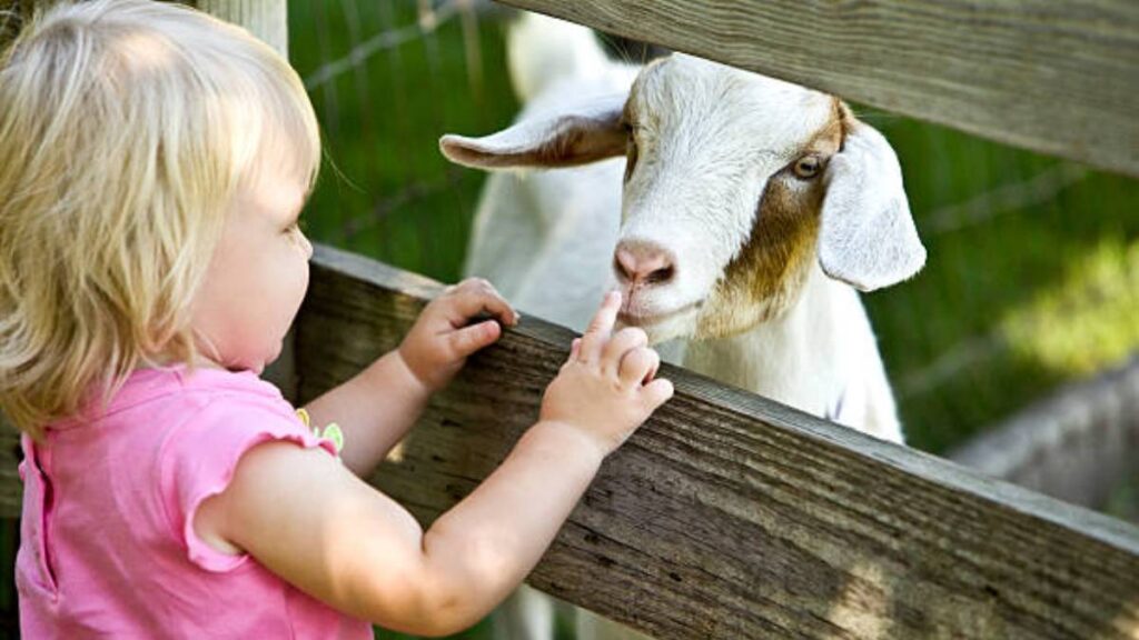 Convivir con mascotas o animales de granja reduce las alergias en niños