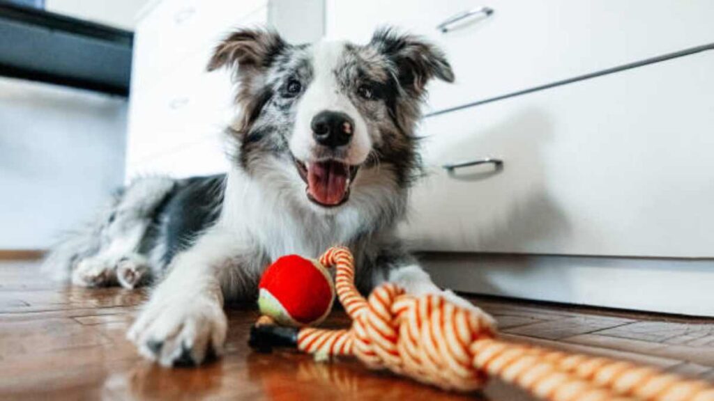 Juguetes para perros que estimulan su inteligencia