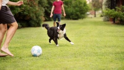 Deportivo Toluca adopción perritos 