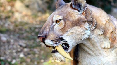 Estudian por primera vez un tigre dientes de sable bien conservado