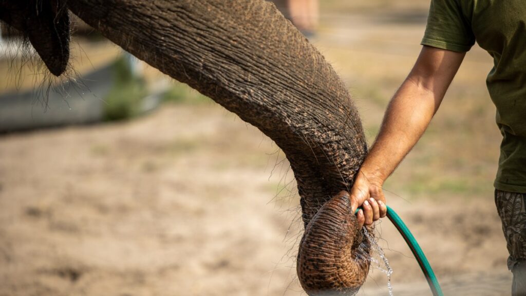 Elefante se baña solo con manguera