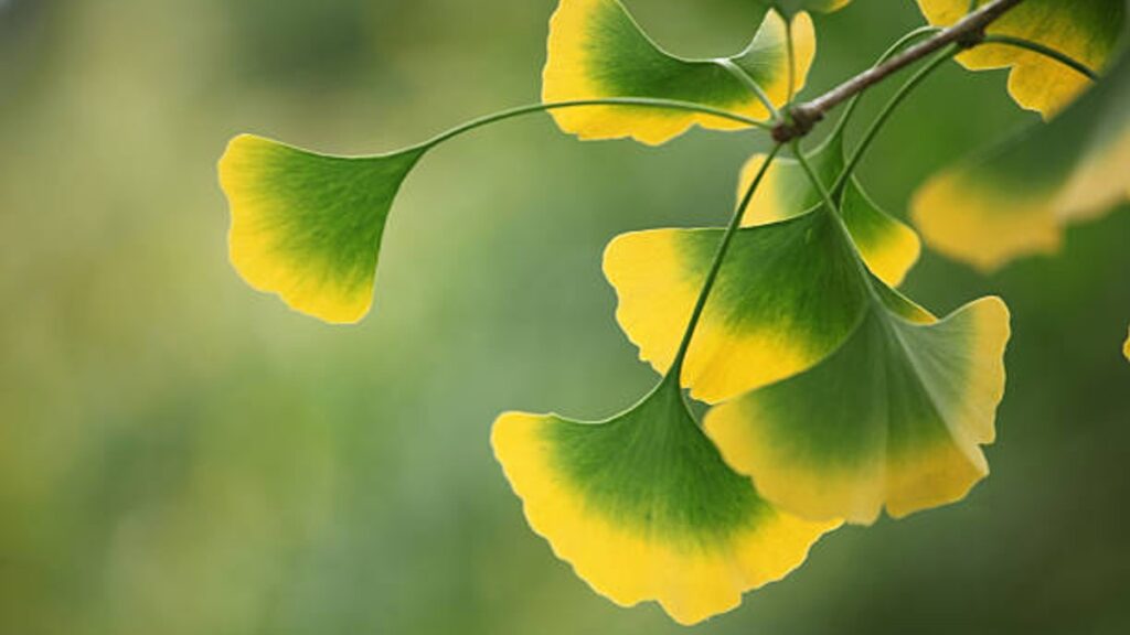 Ginko