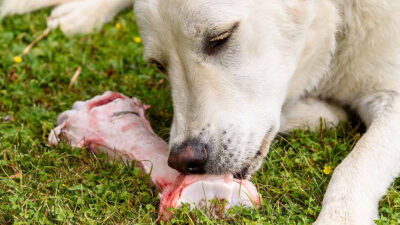 hueso más peligroso para perros