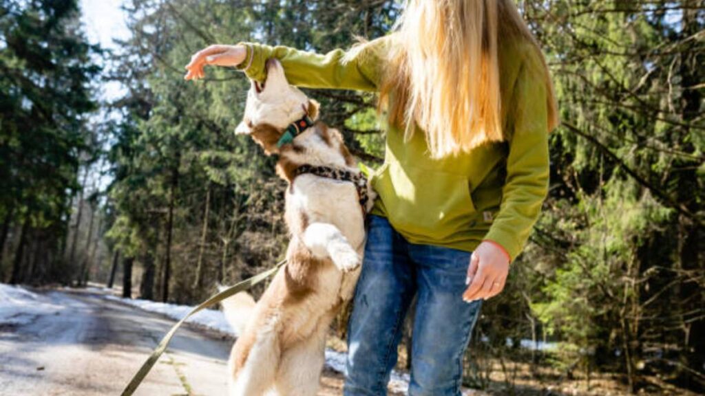 ¿Por qué los perros de casa muerden?