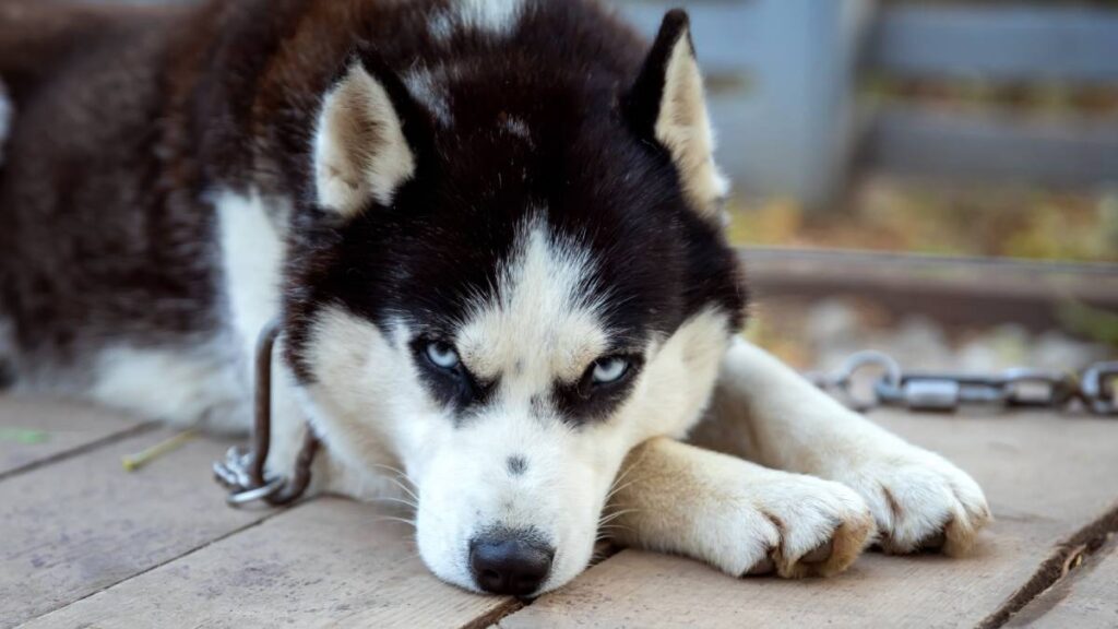 El “paseador” se cerciora que no lo vean maltratar al husky.