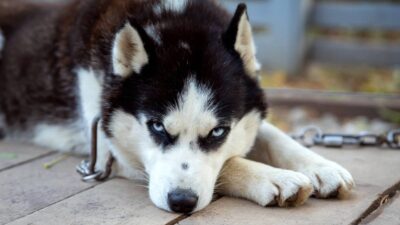 Captan a paseador de perros pateando a Husky en Las Águilas: ¡Indignación Total!