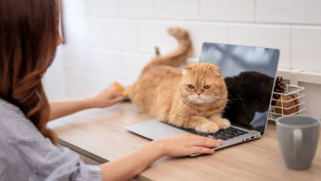 ¿Por qué los gatos se acuestan en el teclado de la computadora?