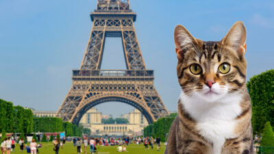 Diego, el gato chilango que ahora vive en París