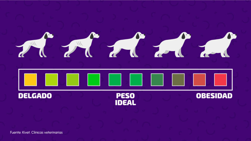 Large Sobre Peso Perros