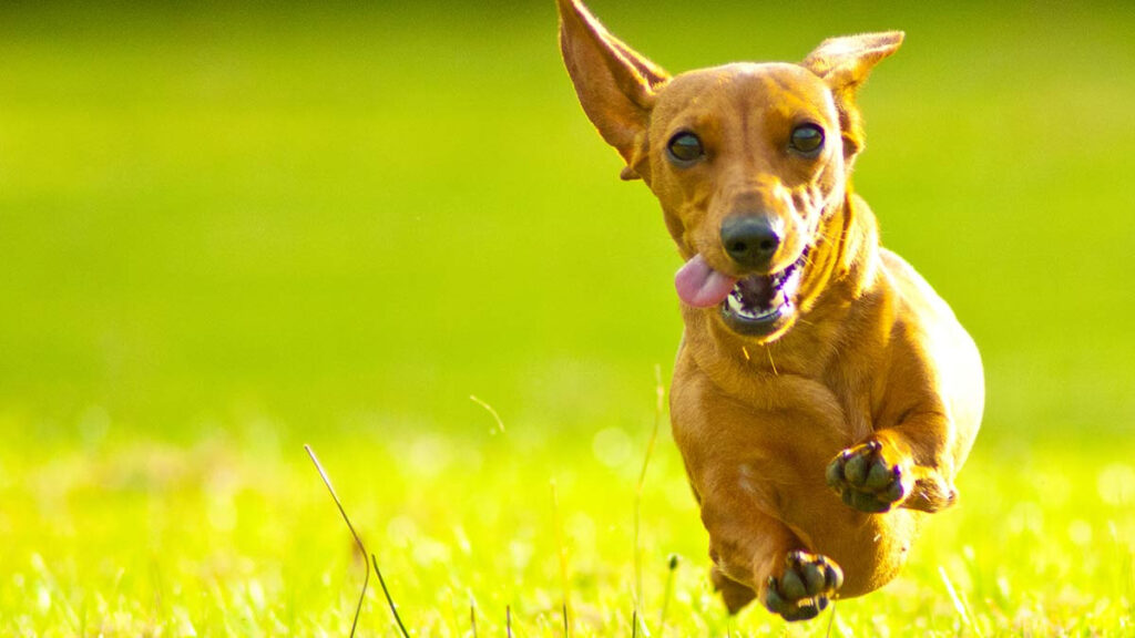 Lomito anciano termina carrera de perros salchicha y conquista corazones