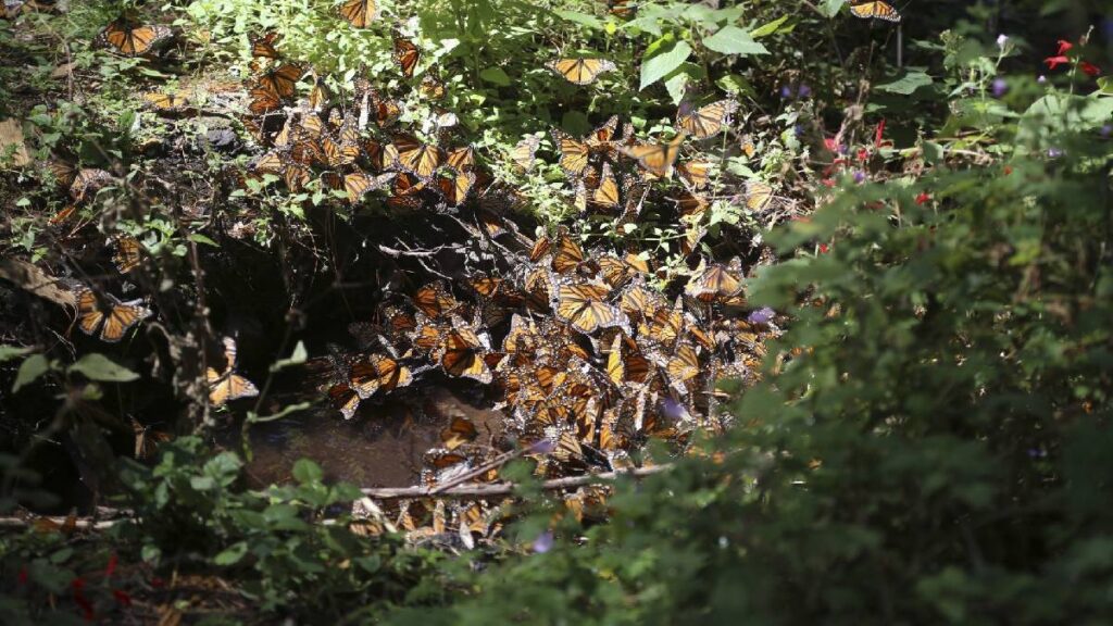 mariposa monarca santuarios costos y dónde