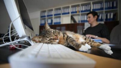 ¿Por qué los gatos se acuestan en el teclado de la computadora?