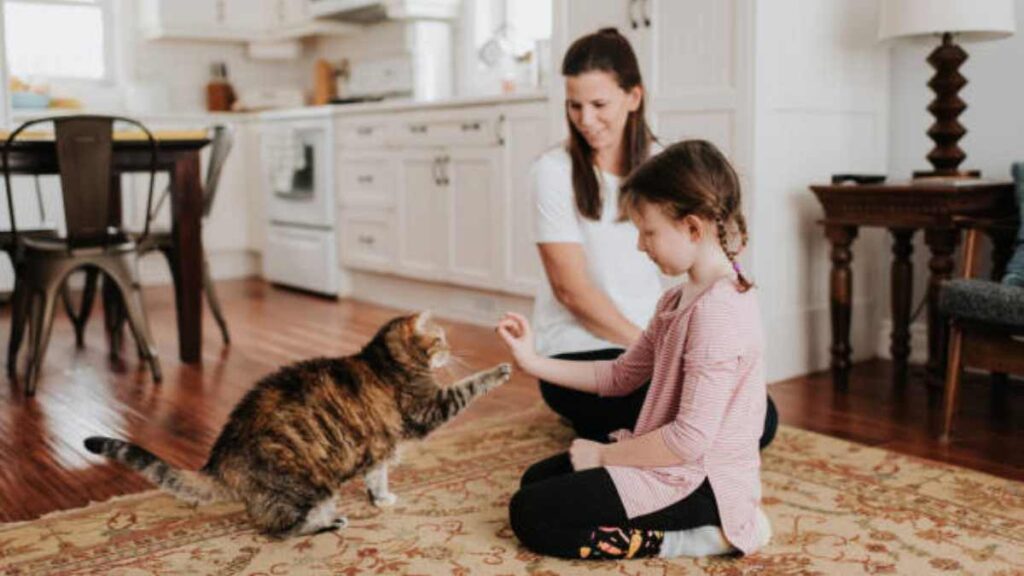 Gato que consoló a un niño que estaba llorando se viraliza