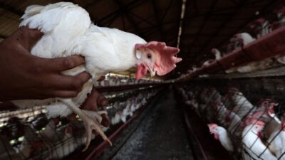 Confirman caso de un niño con influenza aviar H5N1