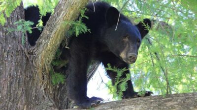 Los avistamientos de osos son comunes en Nuevo León.