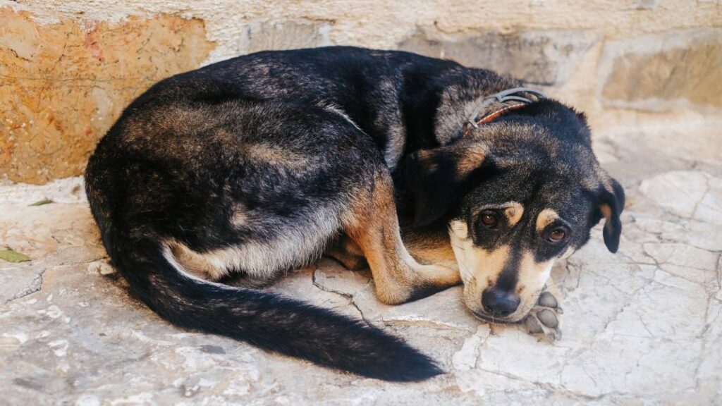 Crearán en Pachuca página de Facebook para buscar a mascotas extraviadas