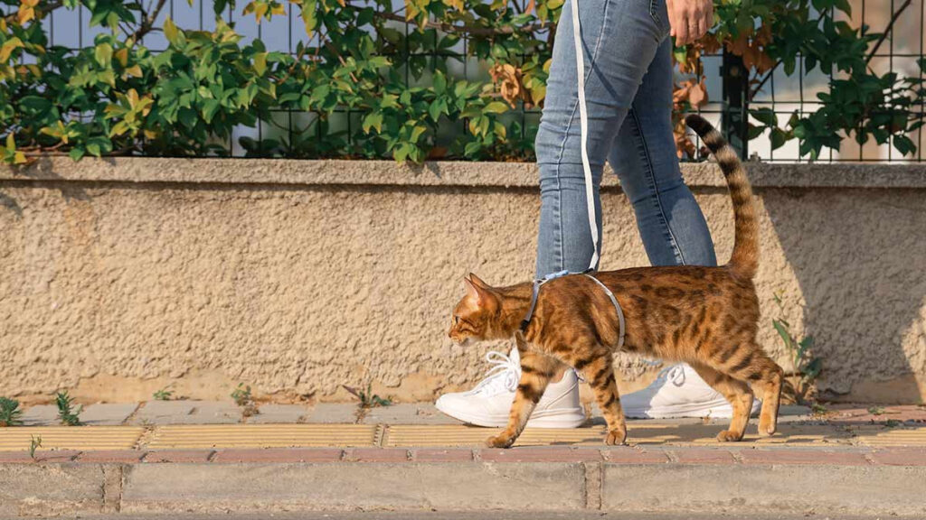 Consejos para sacar a tu gato a pasear