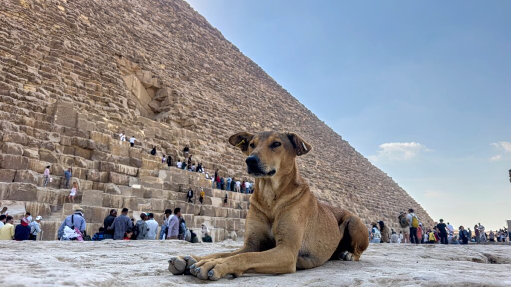 Perritos Callejeros Piramides Egipto