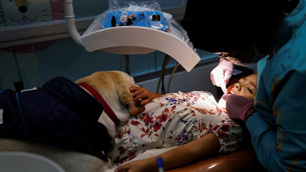 Aldo, el perro labrador que calma a niños ecuatorianos en el consultorio de una dentista