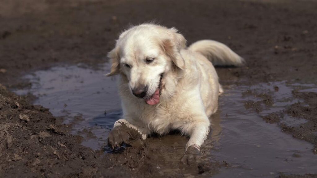 Perro se acuesta en charco de la calle, como si fuera la alberca de su casa