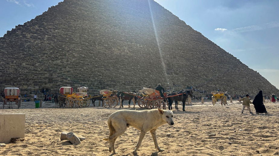 Perros Egipto