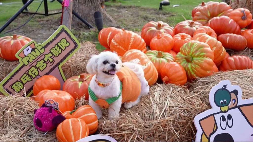 Perros Halloween